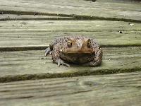 toad